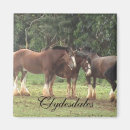 Search for draught photography Clydesdale