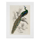 Search for vintage natural history posters Birds