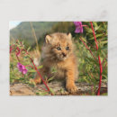 Search for lynx postcards Wildcat