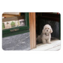 Search for curly magnets Puppy