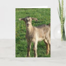 Search for old goat cards Kid