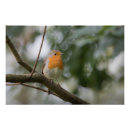Search for robin posters Animal