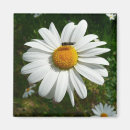 Search for shasta magnets Flower