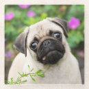 Search for pug coasters Funny