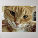 Search for orange tabby posters Cute