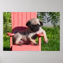 Search for lazy humor posters Dog