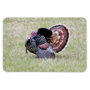 Search for turkeys magnets Wildlife