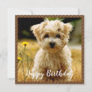 Search for maltese birthday cards Pet