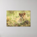 Search for cubs canvas prints Big cat