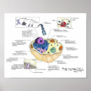 Search for anatomy and physiology Human