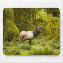 Search for rain forest mousepads Wildlife