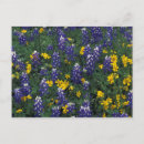 Search for texas bluebonnet postcards Field