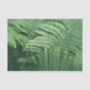 Search for fern tissue paper Foliage