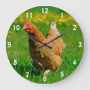 Search for hen clocks Animal