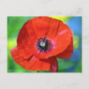 Search for red poppies postcards Pink