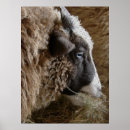 Search for patchwork photography Blue
