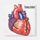 Search for anatomically magnets Heart