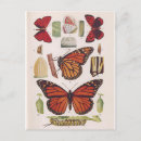 Search for life cycle postcards Butterflies