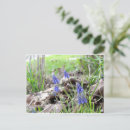 Search for grape hyacinth Purple flowers