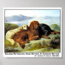 Search for irish setter posters Canine