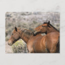 Search for mustang wild horses postcards Bob langrish