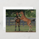 Search for morgan postcards Playing