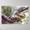 Search for king snake posters Snakes