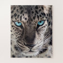 Search for leopard photography Animal lover