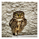 Search for owl portrait posters Bird of prey