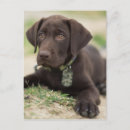 Search for labrador retriever dog postcards Usa