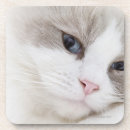 Search for ragdoll coasters Animal