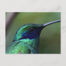 Search for hum postcards Wildlife