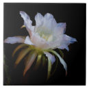 Search for queens tiles Floral
