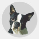 Search for boston terrier puppy stickers Puppies