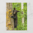 Search for cub postcards Climbing