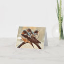 Search for swallows cards Nature