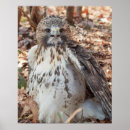 Search for red tailed hawk posters Raptor