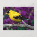 Search for american goldfinch postcards Animal