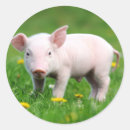 Search for piglet stickers Baby pig