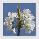 Search for spring bloom photography Blossoms