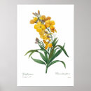 Search for wallflower posters Flowers