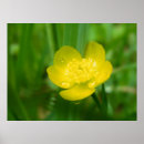Search for buttercups posters Grass