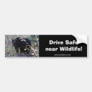 Search for black bear bumper stickers Nature