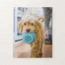 Search for goldendoodle puzzles Mix breed