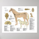 Search for nervous system Anatomy