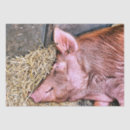 Search for pig tissue paper Hog