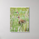 Search for sandhill art Cranes
