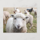 Search for white sheeps postcards Cute