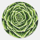 Search for lettuce stickers Vegetable