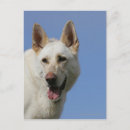 Search for white german shepherd postcards Dog